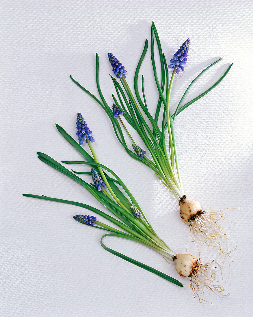 Muscari armeniacum (grape hyacinth) as a stand-alone plant