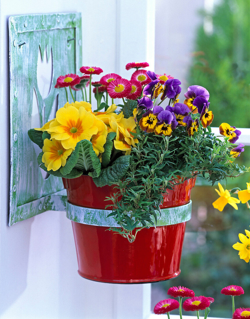 Primula (spring primrose), Bellis (daisy), Viola (horned violet)