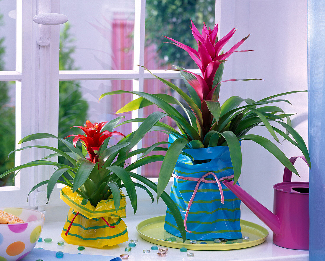 Guzmania wrapped in colorful striped bags on the windowsill