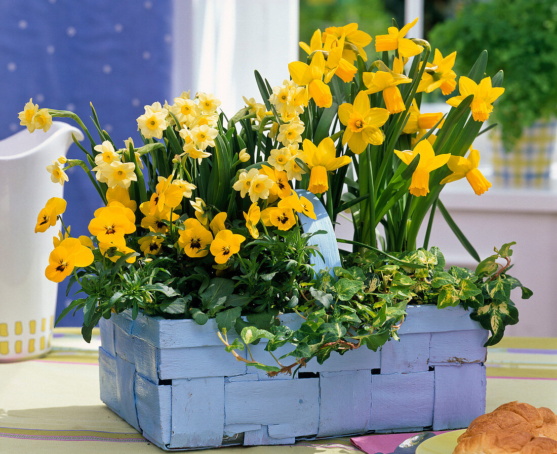 Spankorb with Viola (horned violet), Narcissus 'Minnow', 'Jetfire' (daffodil)