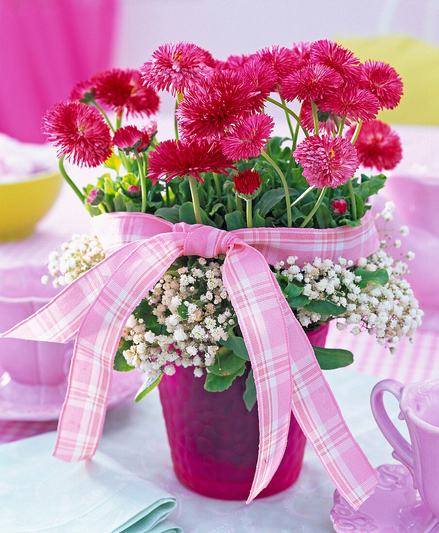 Bellis (daisies) with wreath of Gypsophila (Gypsophila)