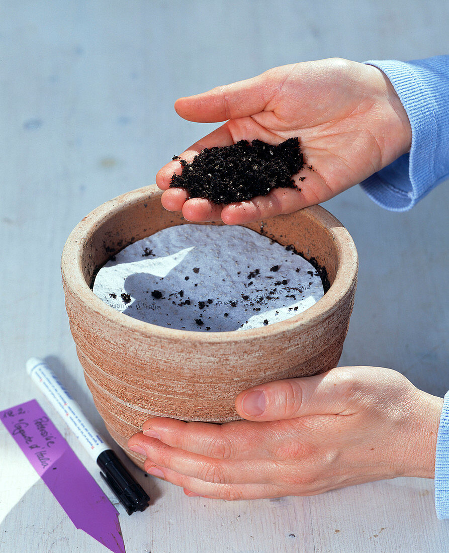 Parsley sowing with seed disc