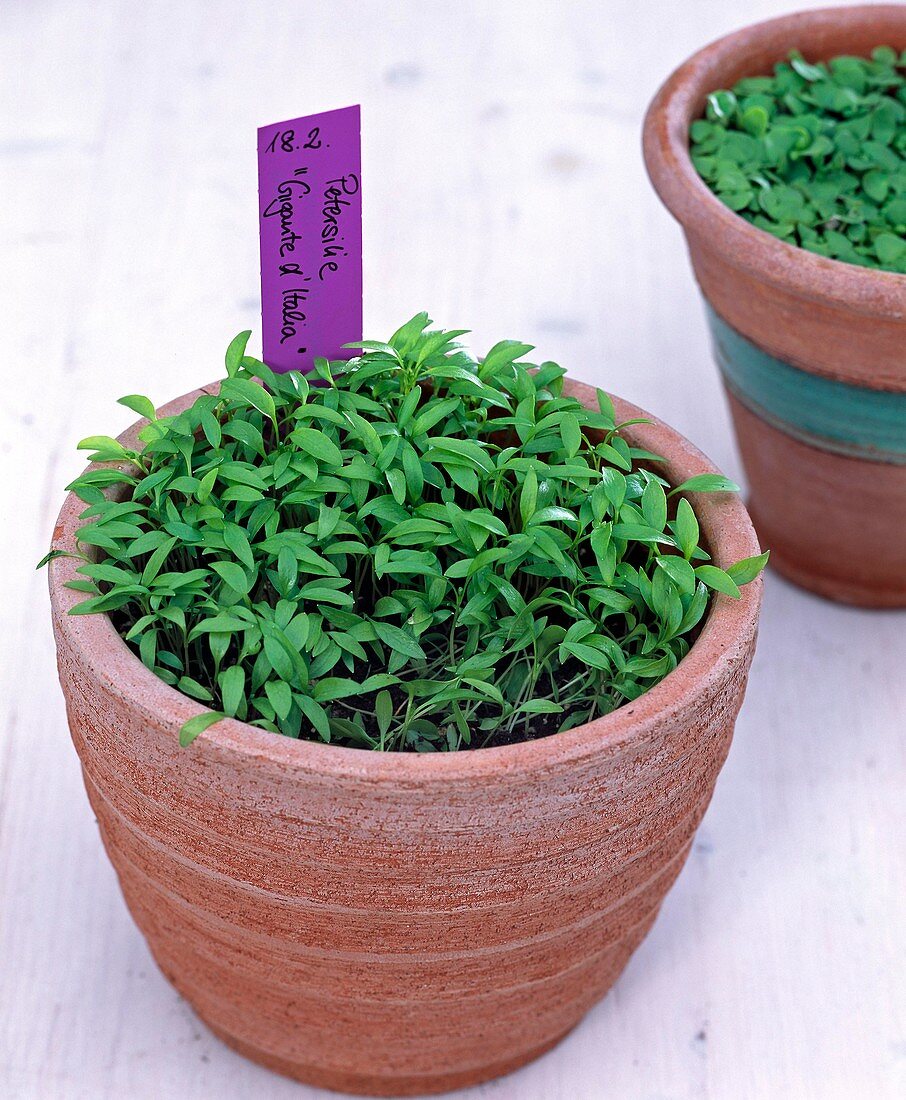 Parsley sowing with seed disc