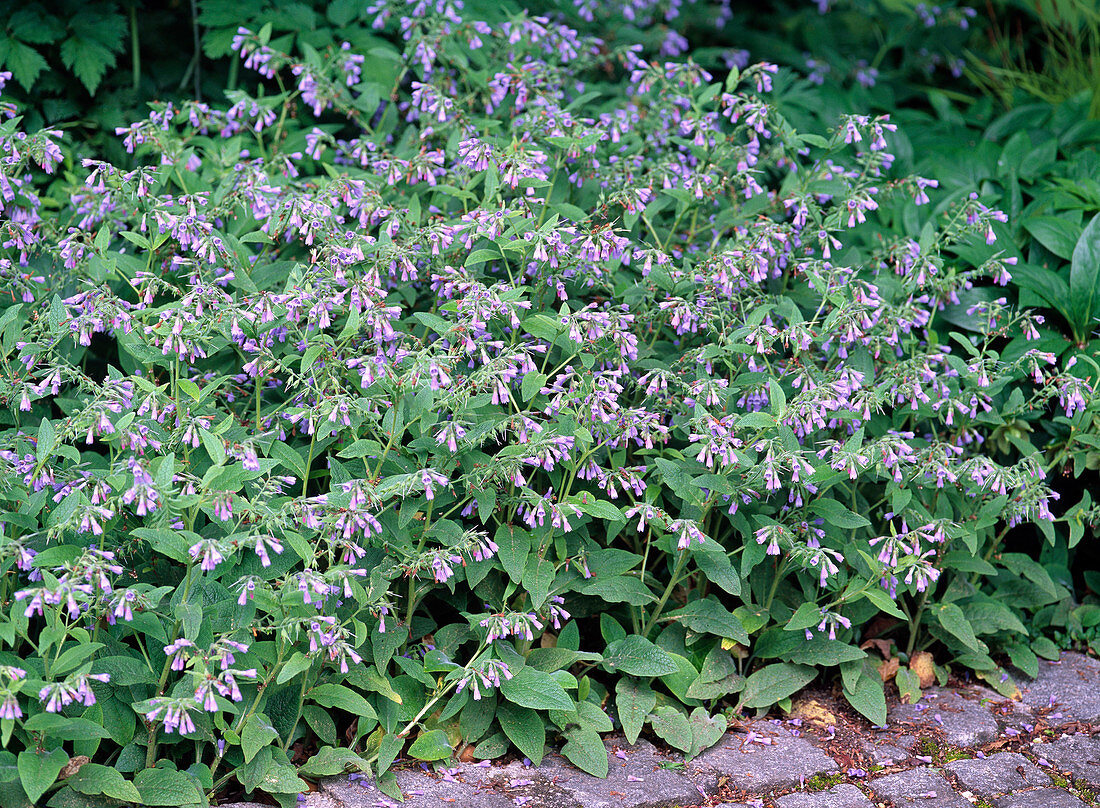 Symphytum caucasicum 'Azureum' (comfrey)