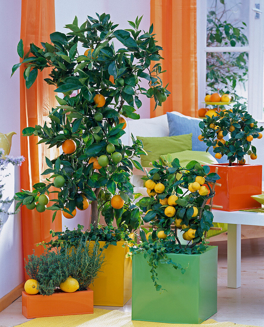 Citrus sinensis (Orange) und Citrus x mitis (Calamondinorange)