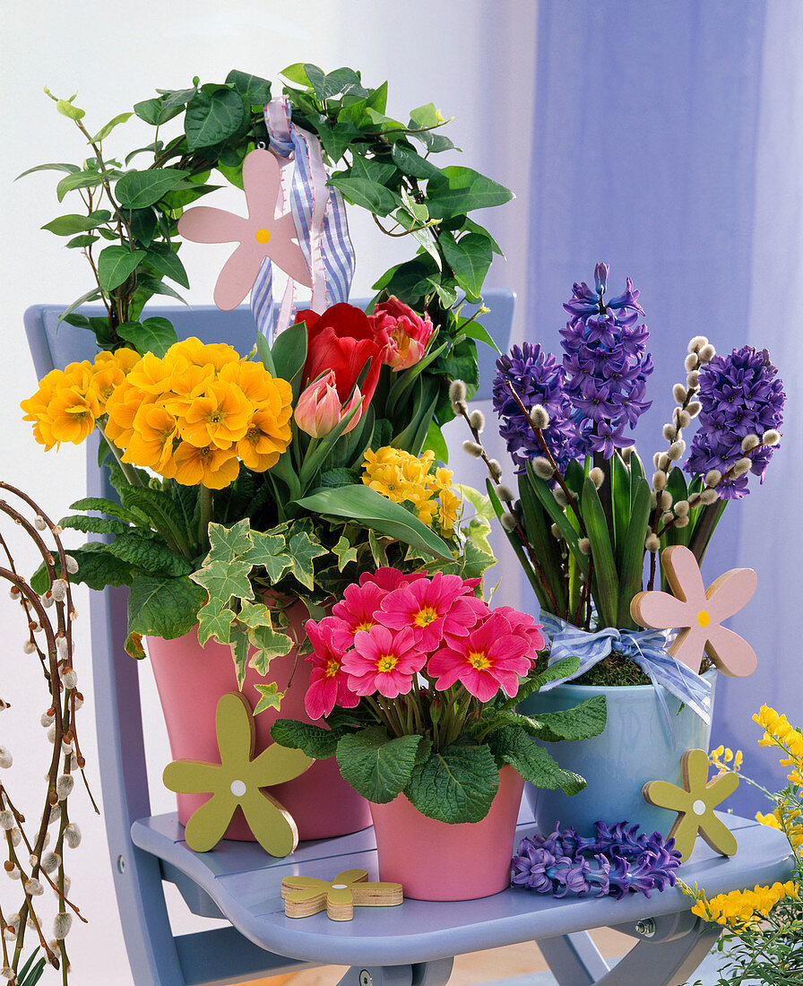 Hyacinthus (Hyazinthen), Primula (Primeln), Tulipa (Tulpen)