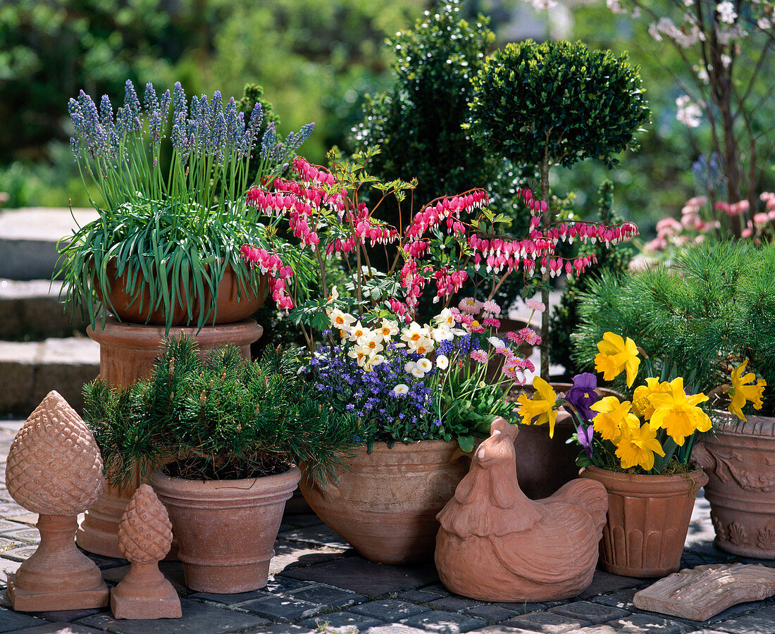 Dicentra spectabilis, Narcissus, Bellis, Muscari