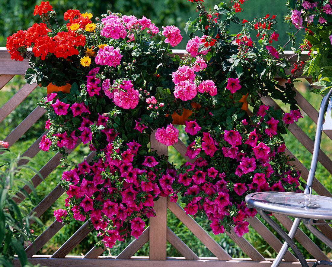 Pelargonium 'Orangeri' , 'United'