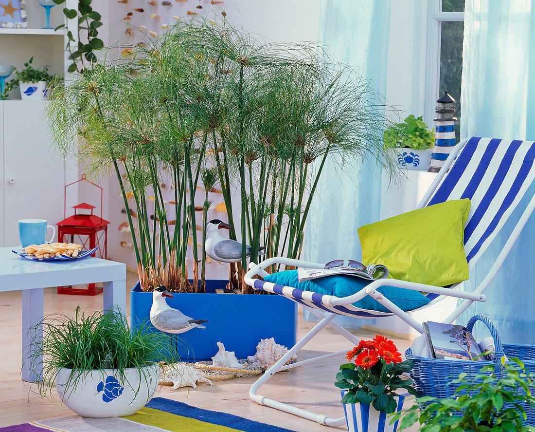 Maritime room with Cyperus papyrus in blue tub