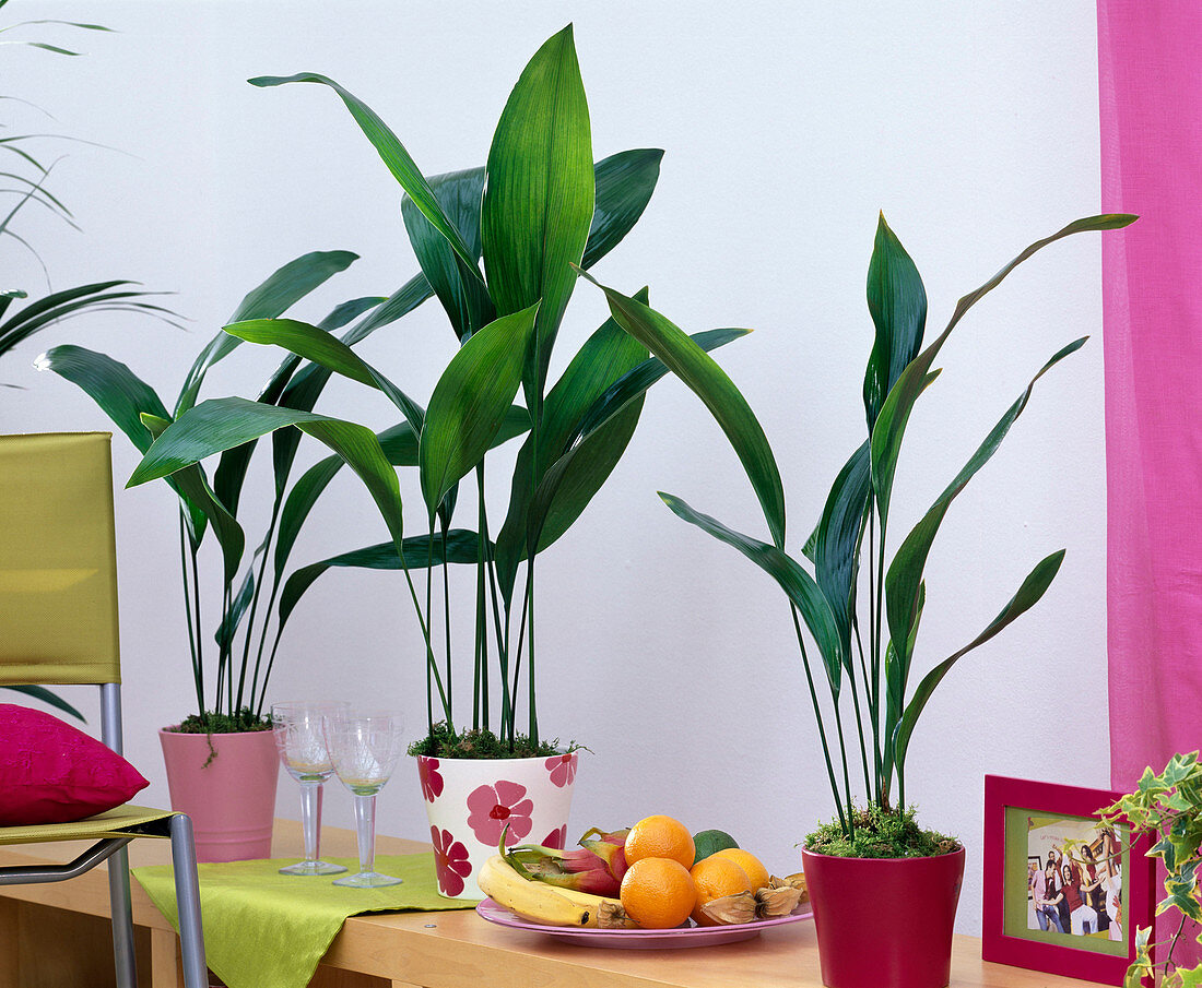 Aspidistra (cobbler's palm) in pink and pink planters on a shelf