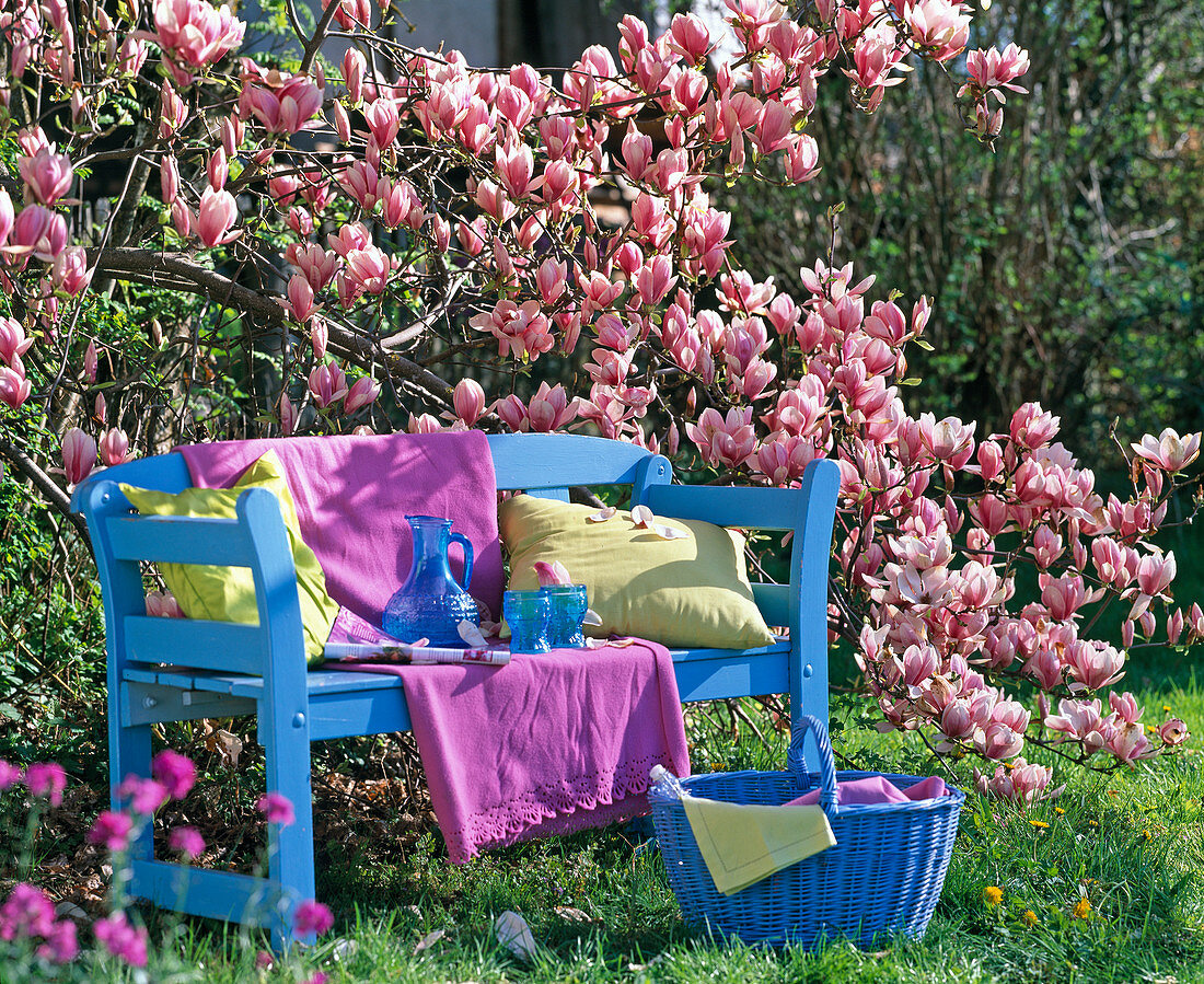 Blaue Holzbank vor Magnolia soulangeana (Tulpenmagnolie)