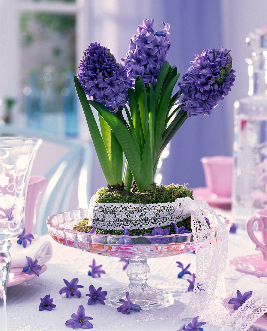 Blue Hyacinthus orientalis combined with lace ribbon