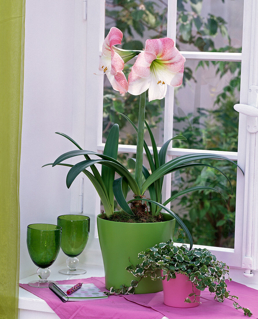 Hippeastrum (Amaryllis) weiß mit rosa Hauch in grünem Übertopf