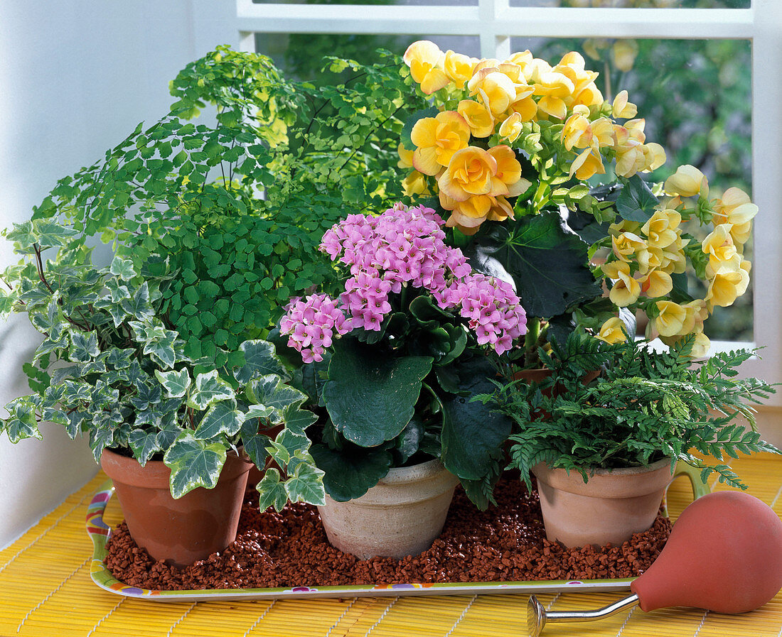 Holiday watering with clay granules: Begonia (begonia), Davallia (hare's foot fern)