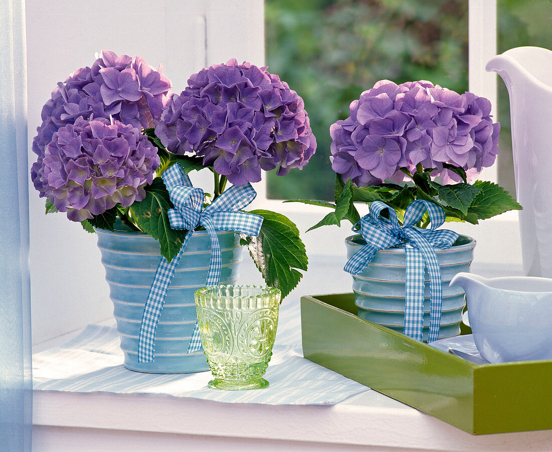 Blaue Hydrangea macrophylla (Hortensien) in blauen Reliefübertöpfen