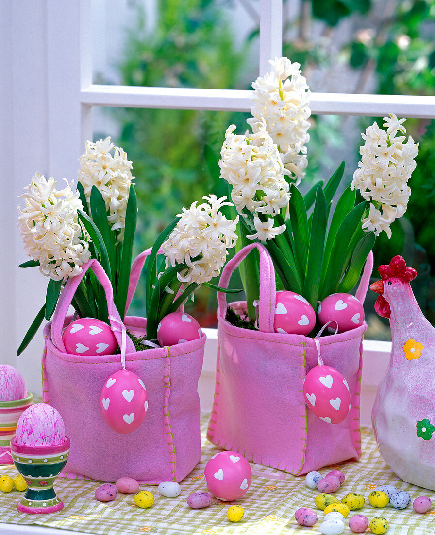 White Hyacinthus orientalis in pink felt bags