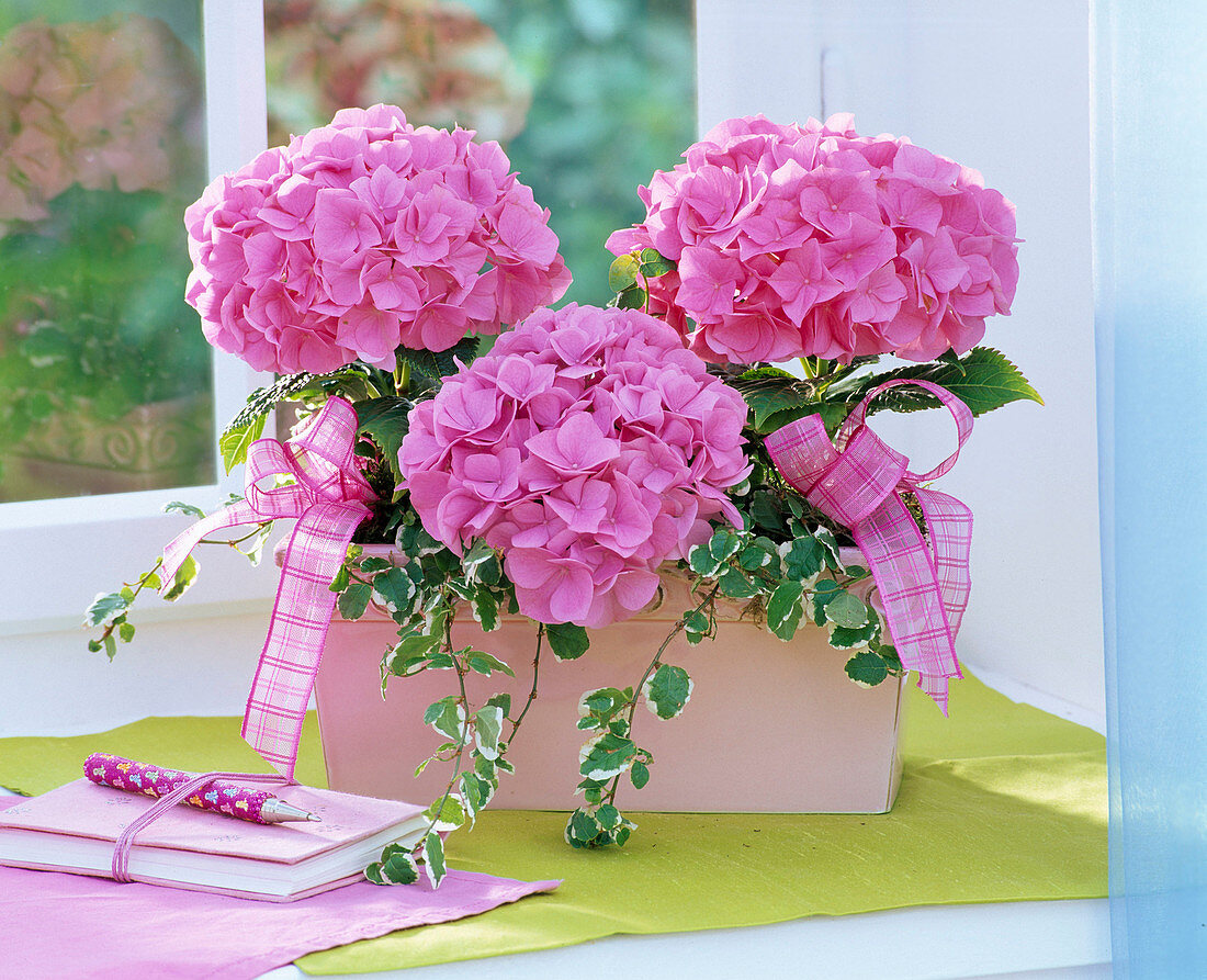 Hydrangea macrophylla (Hydrangea, pink), Ficus pumila 'Sunny'