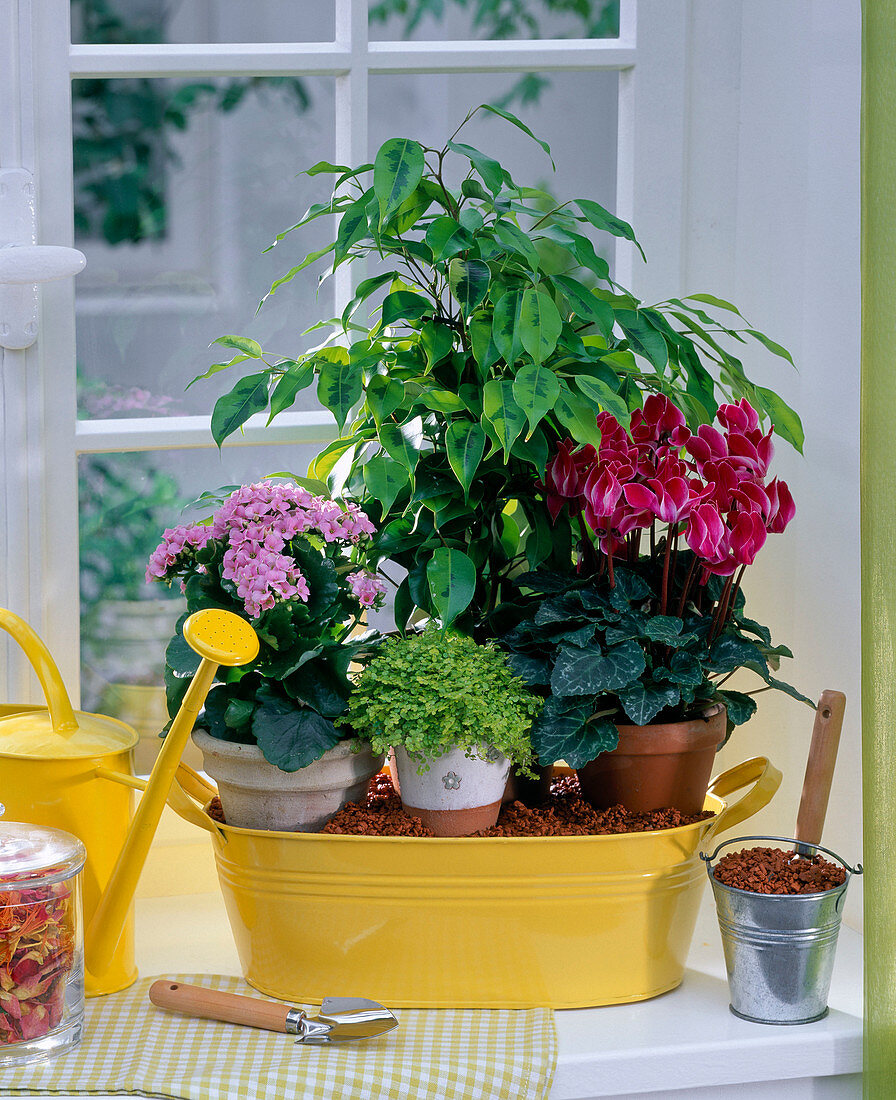 Holiday irrigation with clay granules, Kalanchoe