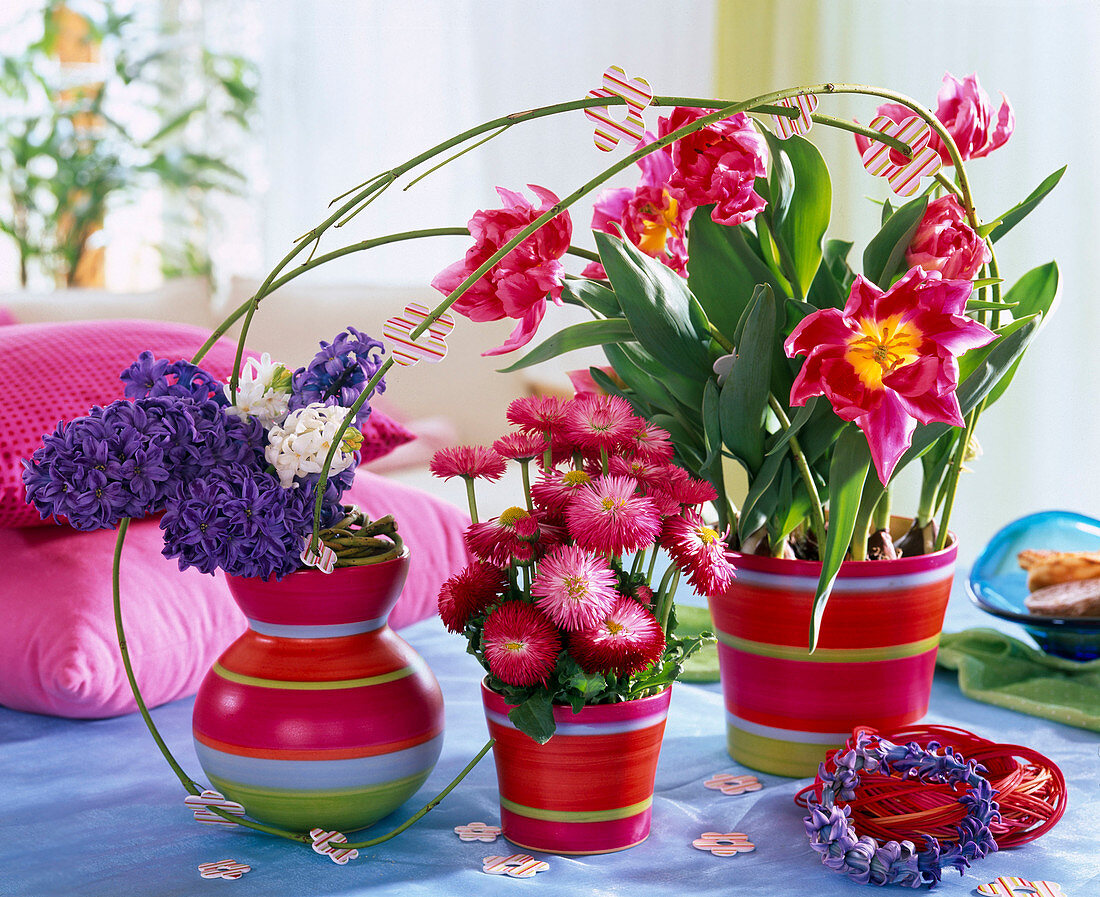 Hyacinthus (Hyacinths, blue and white), Bellis (Pink), Tulipa