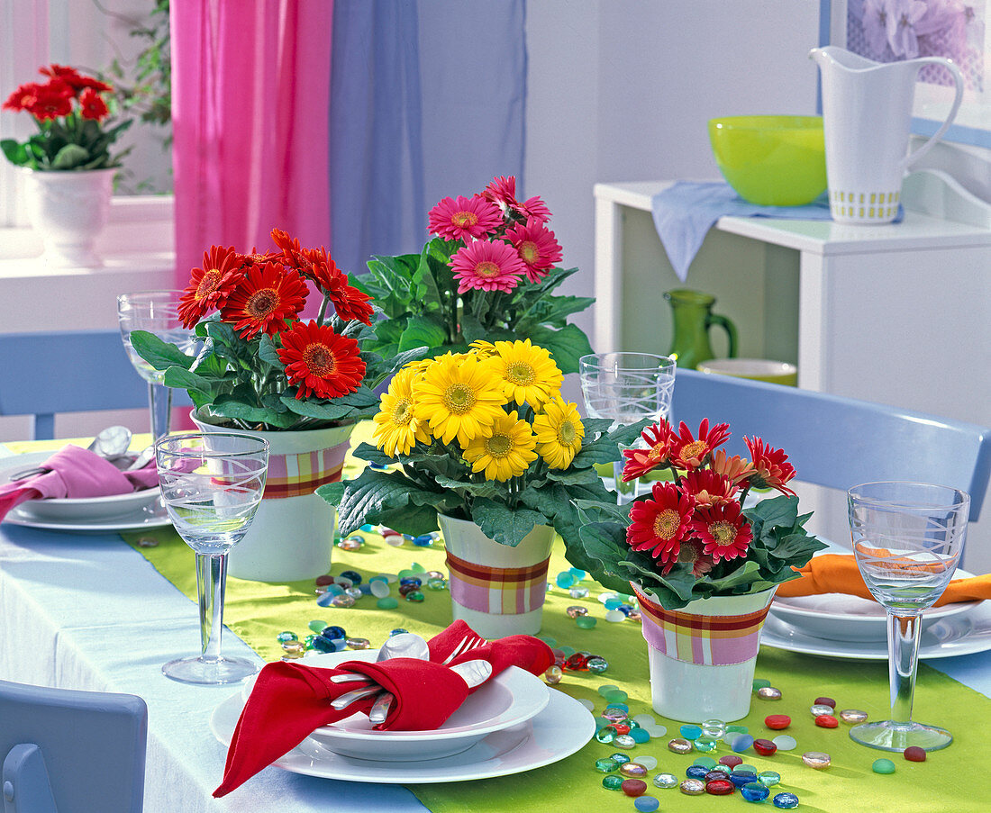 Gerbera in red, yellow and pink in white planters with ribbon