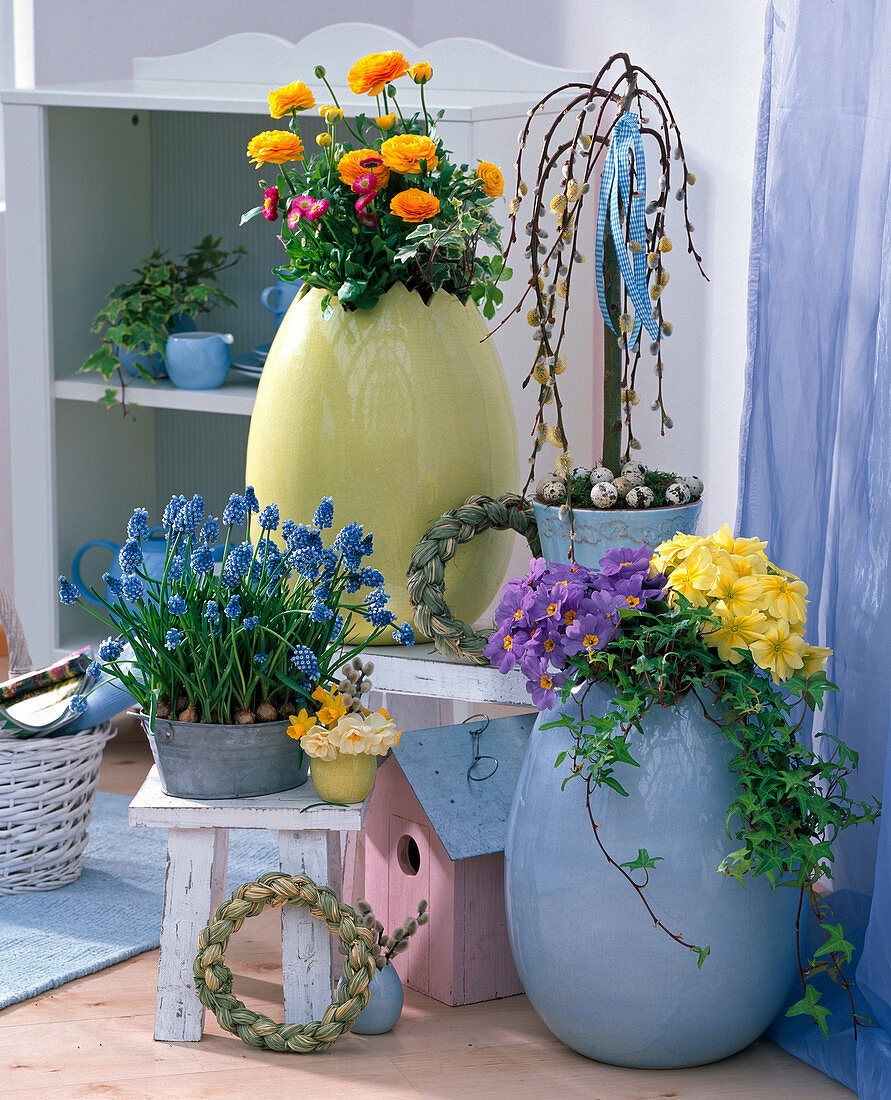 Muscari (grape hyacinths), Ranunculus (ranunculus), Bellis (daisy)