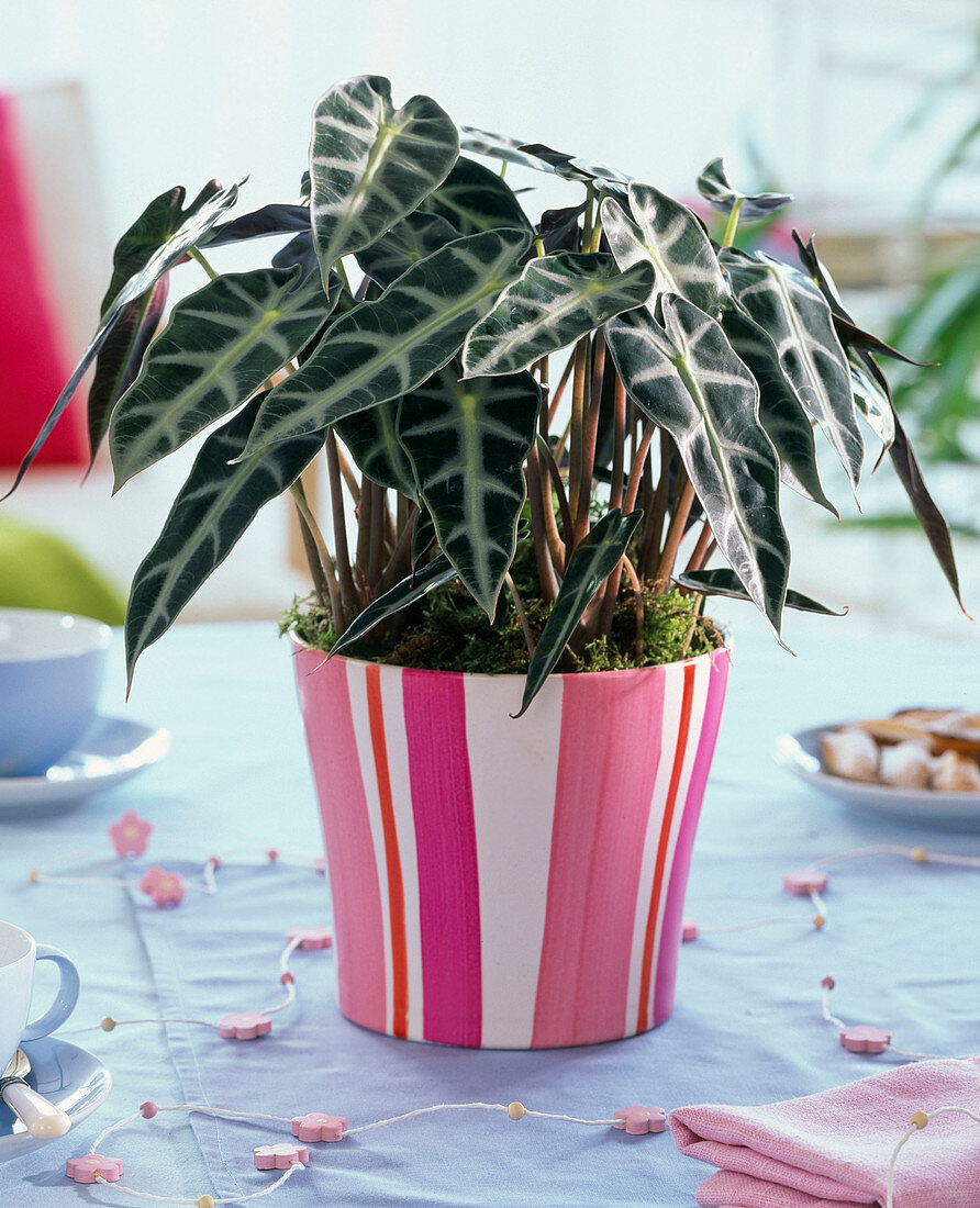 Alocasia (arrow leaf) in pink and white striped planter