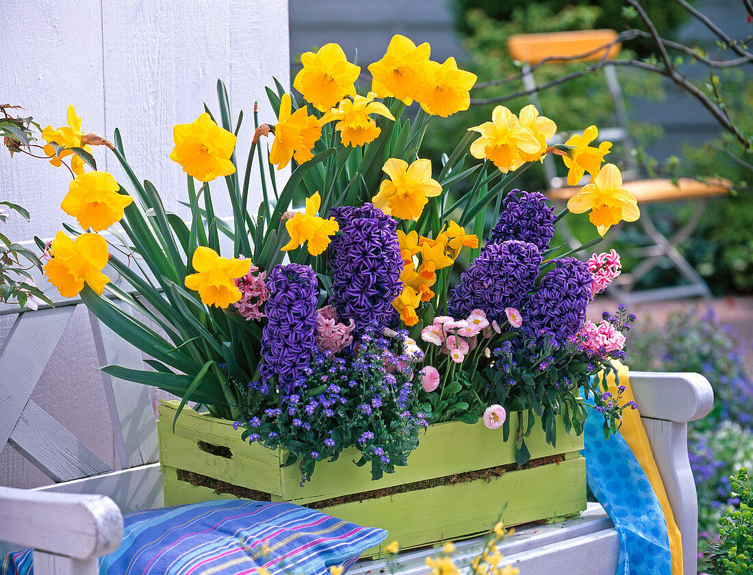 Narcissus 'Dutch Master' (Daffodil), Hyacinthus 'Blue Jacket'