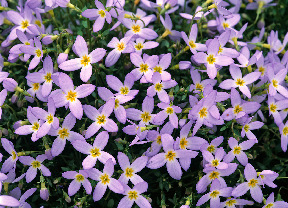 Houstonia caerulea (Porcelain star)