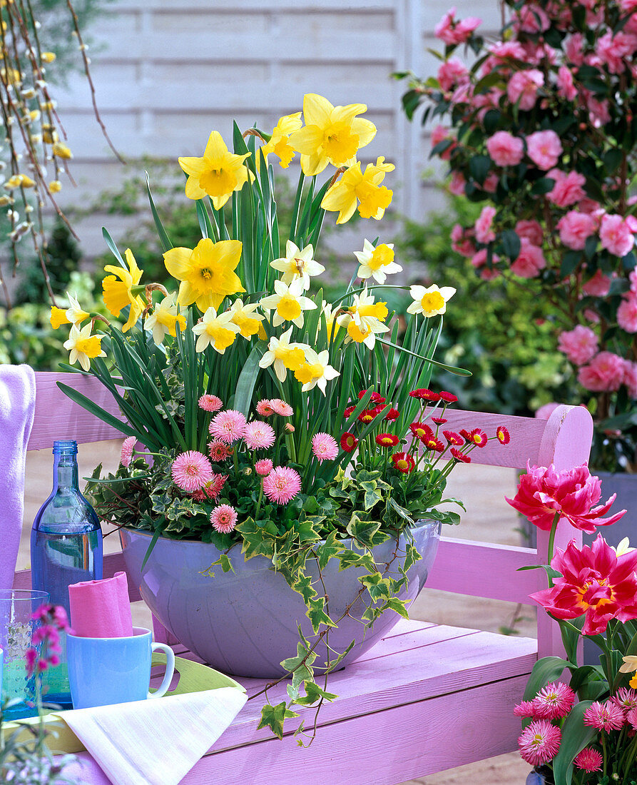 Narcissus 'Artic Gold', 'Topolino' (Daffodil), Bellis