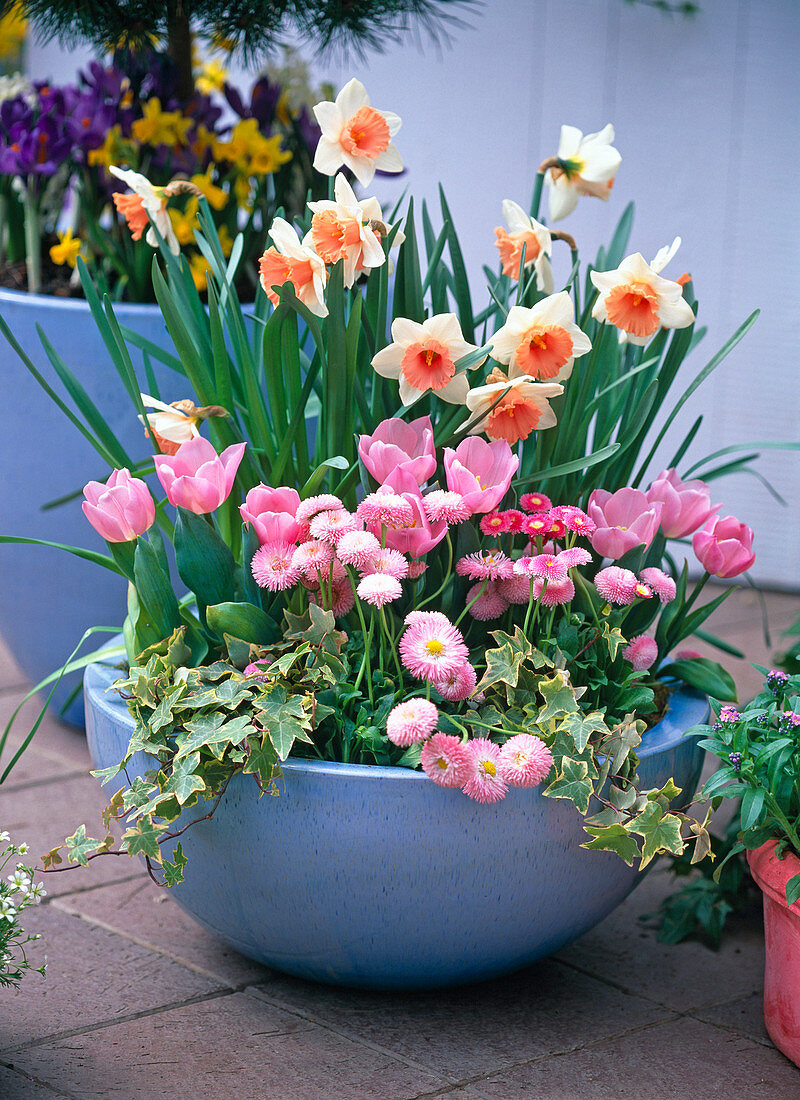 Narcissus 'Honkey' (Narzissen), Tulipa (Tulpen)