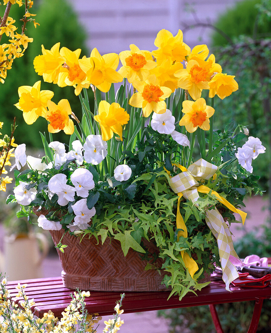 Clay pot with viola, ivy and daffodils (8/8)