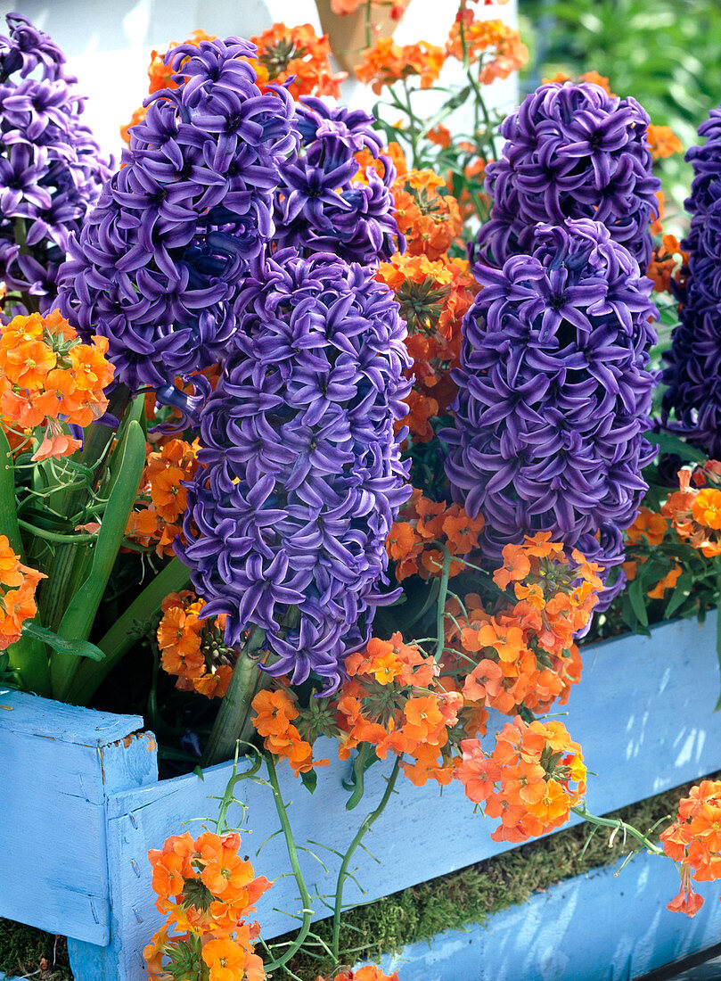 Hyacinthus 'Ostara' (hyacinths), Erysimum (golden violet)