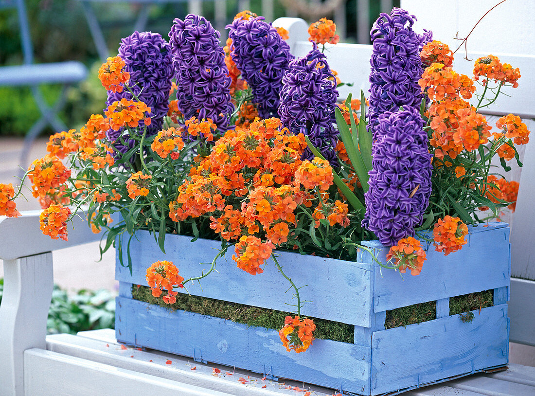 Hyacinthus 'Ostara' (Hyazinthen), Erysimum (Goldlack)