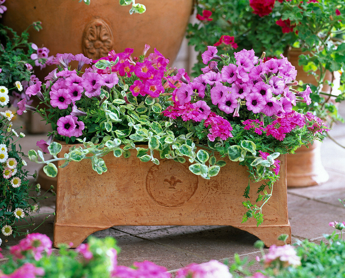 Petunia (Petunia), Verbena (Vervain), Helichrysum petiolare