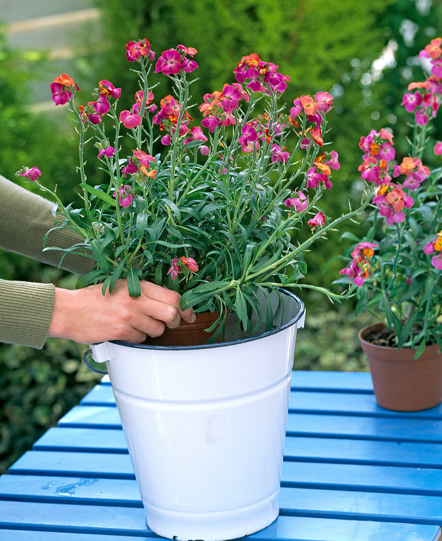 Erysimum (Goldlack) tauchen