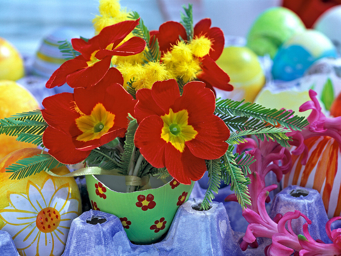 Rote Primula (Frühlingsprimel), Mimosa (Mimosen) in Eierschale