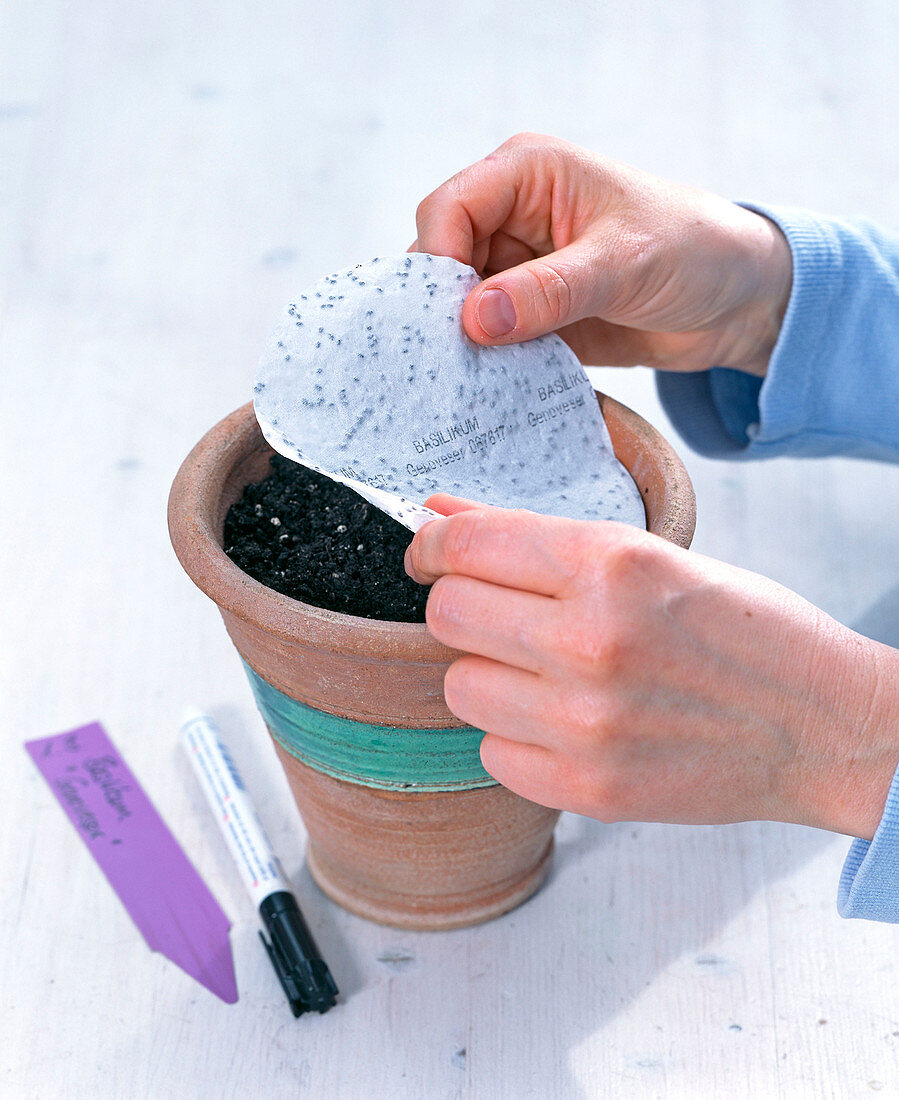 Basil sowing with seed disc