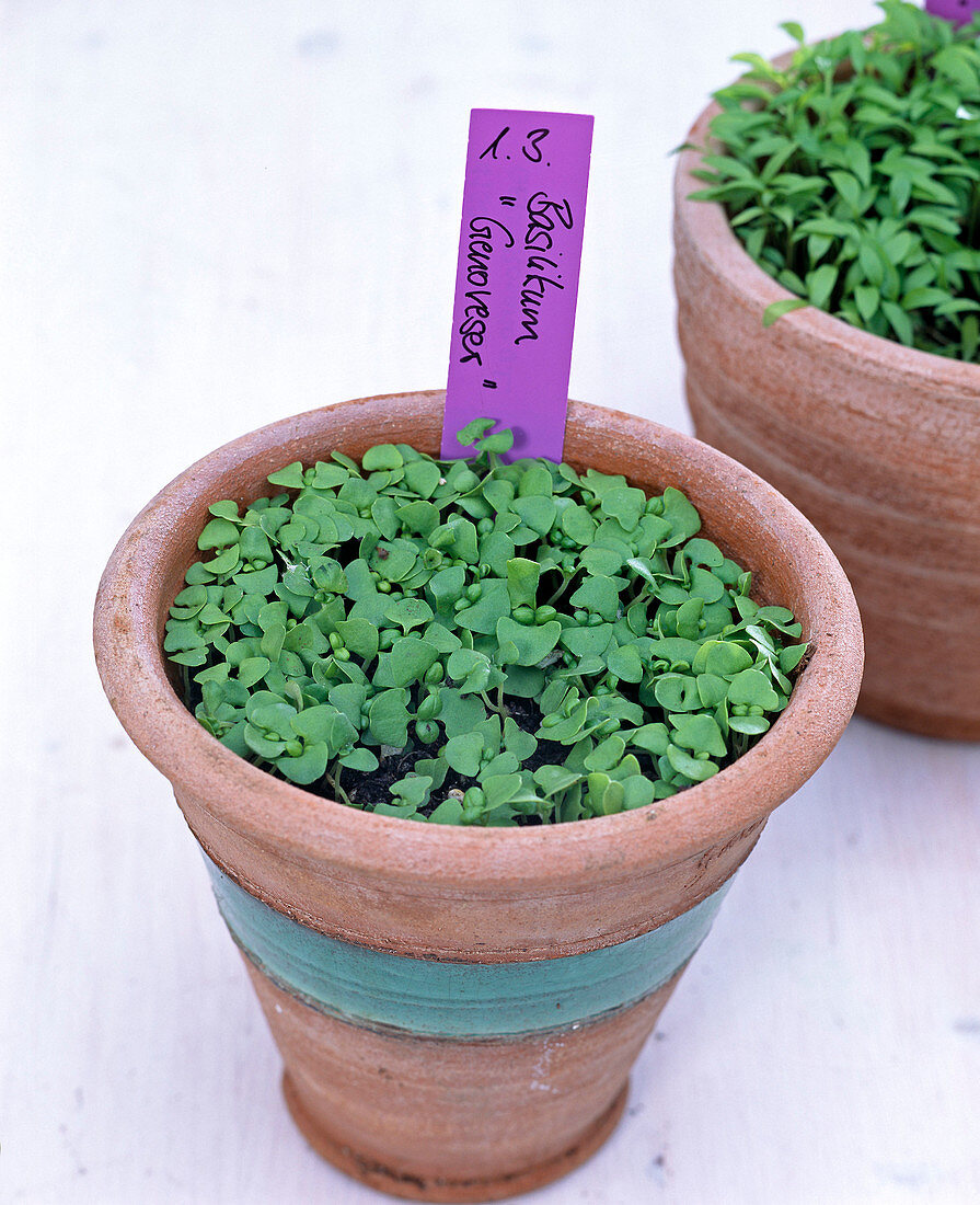 Basil sowing with seed disc