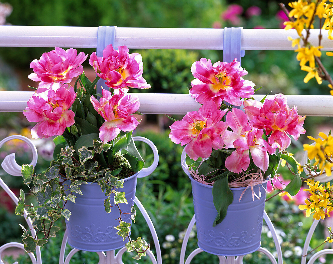 Tulipa 'Peach Blossom' (Stuffed Tulips) in blue metal pots