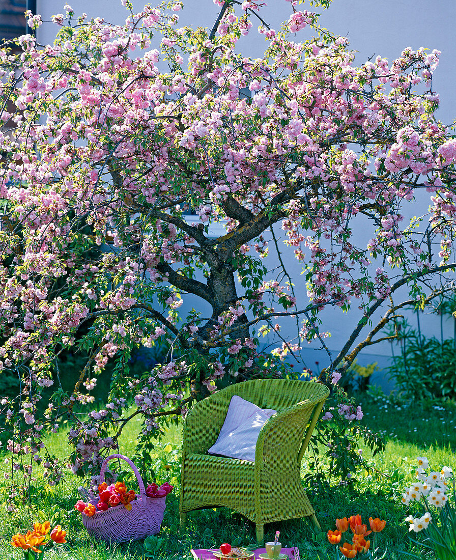 Prunus 'Kiku-Shidare-Zakura' (Japanese Cherry Cherry)