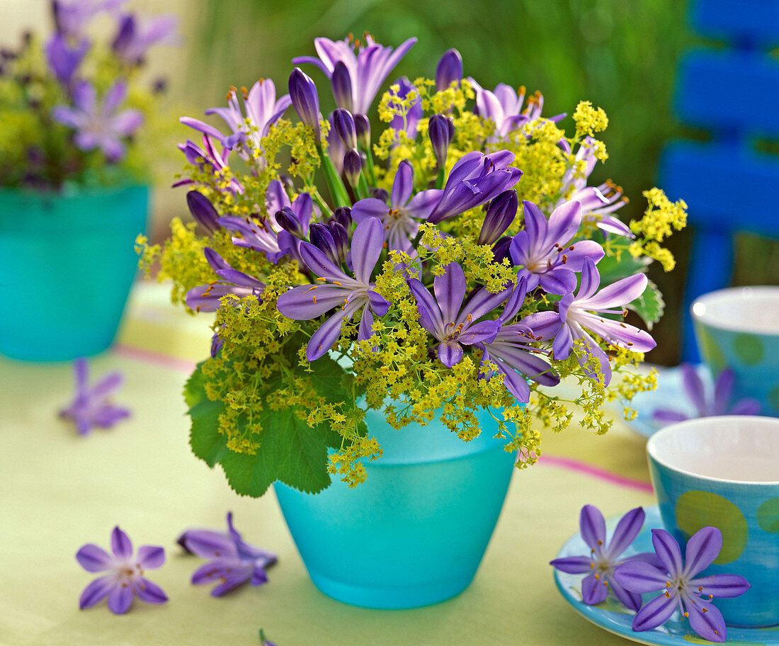 Agapanthus - flower arrangement (5/5)