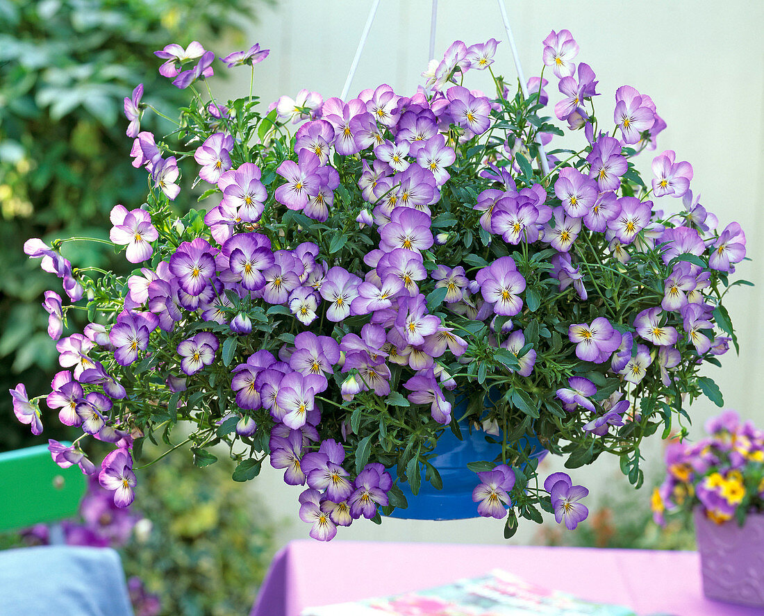 Viola cornuta sorbet 'Coconut Swirl' in blue traffic light