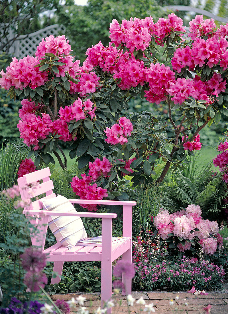 Pink wooden armchair of blooming rhododendron