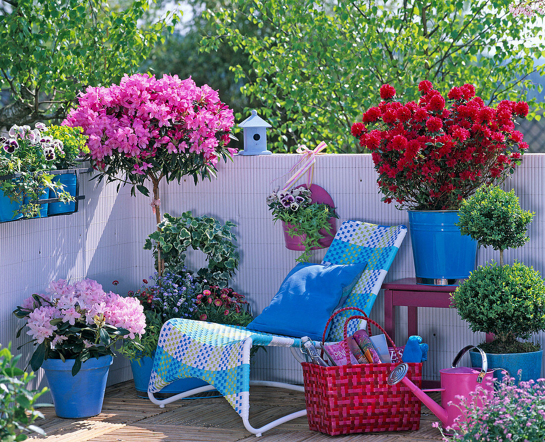 Frühlingsbalkon mit Rhododendron (Japanischen Azaleen und Alpenrose)