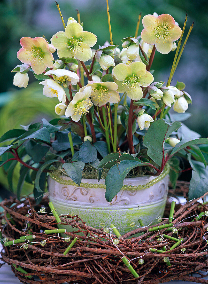 Helleborus Gold Collection (Christrose) im Kranz aus Larix