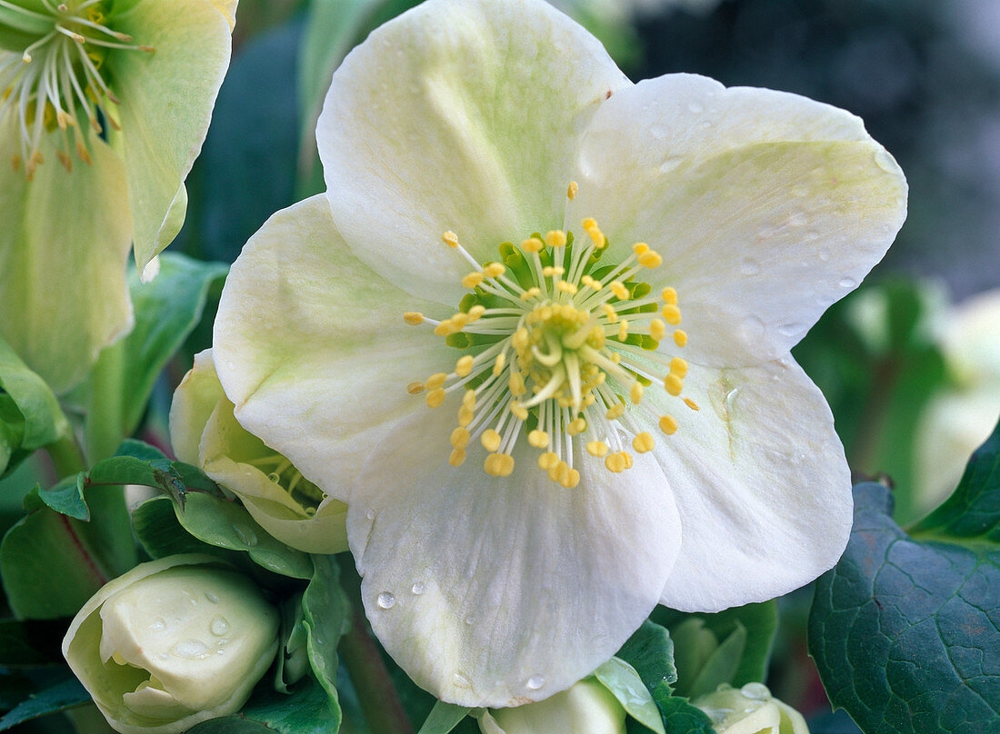 Helleborus niger (Christmas rose)