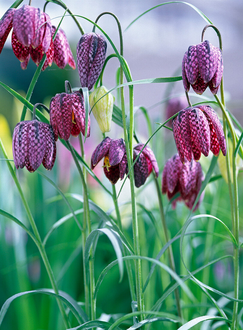 Fritillaria meleagris (Schachbrettblumen)