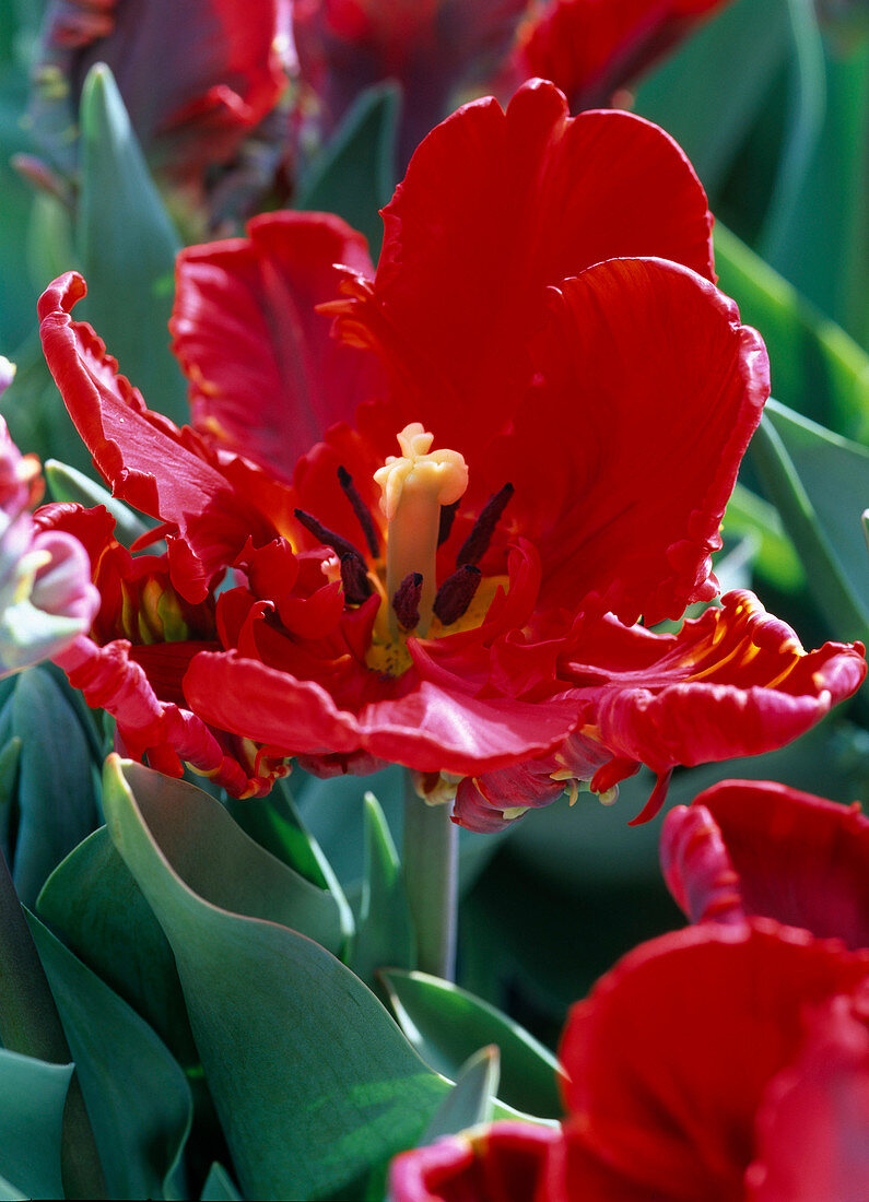 Tulipa 'Rococo' (red parrot tulip)