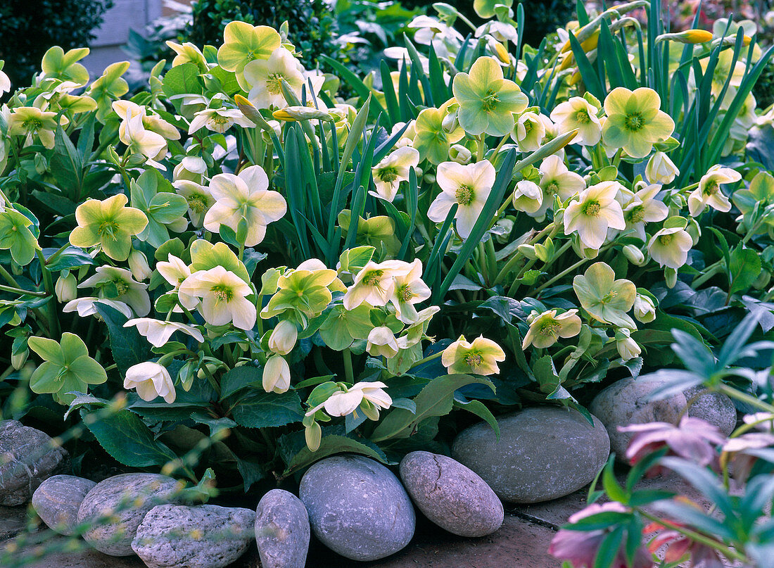 Helleborus niger (Christmas rose)