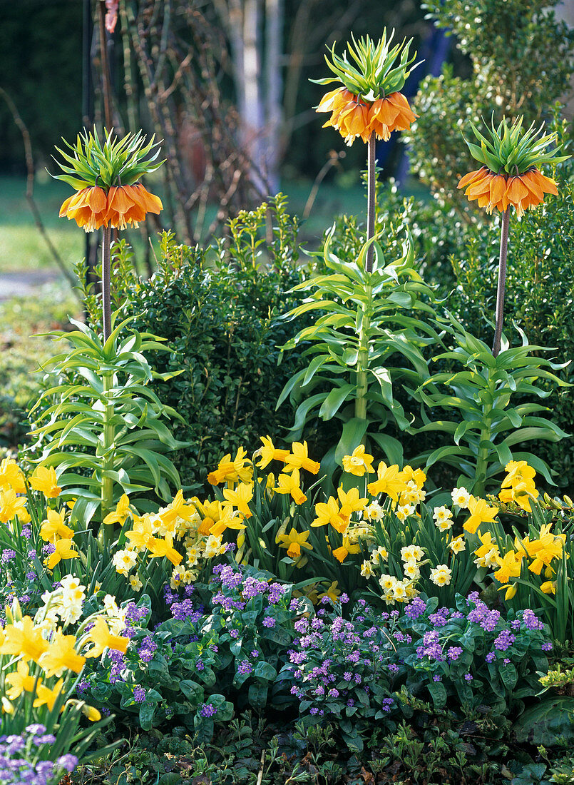 Frühlingsbeet mit Fritillaria (Kaiserkrone), Narcissus 'Jetfire', 'Minnow'